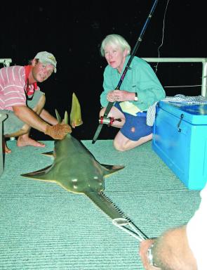 Anglers fishing in the Archer River might be lucky enough to come across a sawshark like this one that was landed recently. 